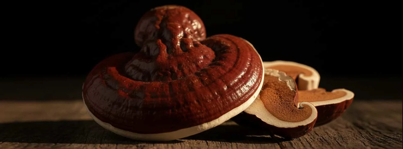reishi